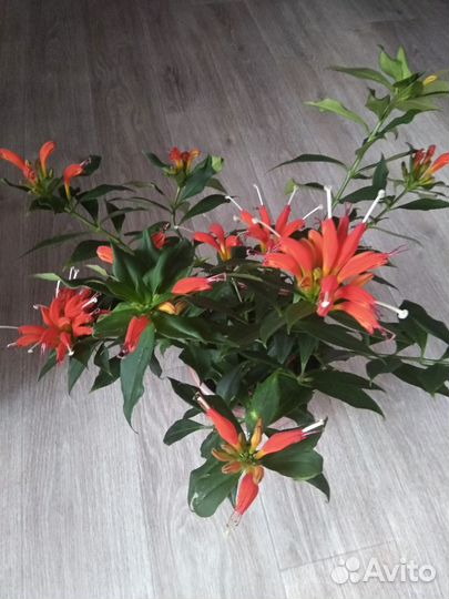 Эсхинантус Жар Птица