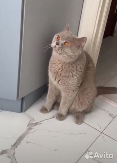 Отдам даром кота