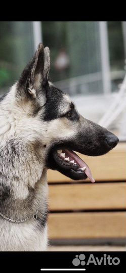 Восточноевропейская овчарка вязка