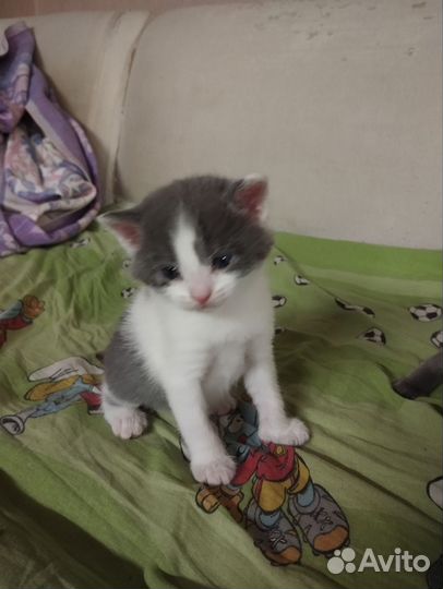 Отдам за кошачий наполнитель