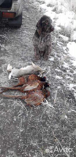 Дратхаар вязка