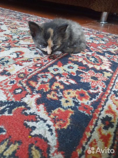 Кошка-в добрые руки