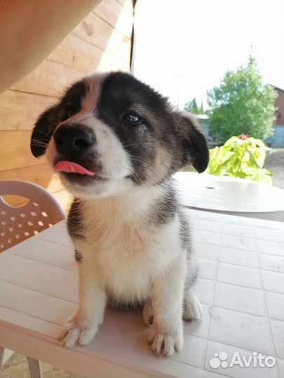 Щенки. Отдам бесплатно