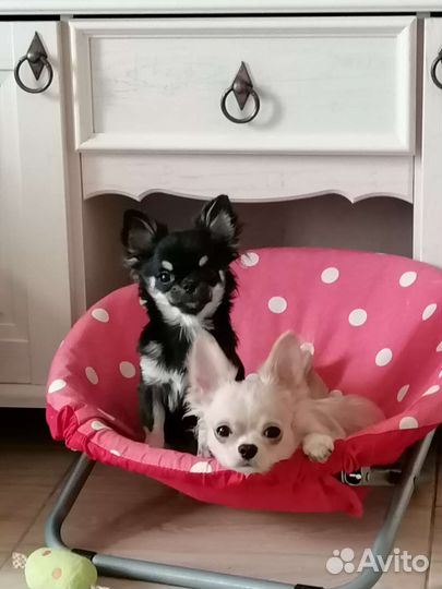 Кукольные чишки