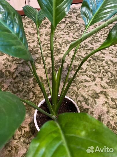 Спатифиллум королевский