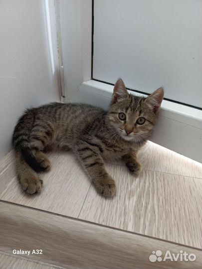 Котик - умный мальчик