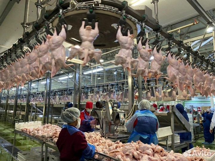 Работа на птицефабрике. Ночные смены. Челябинск