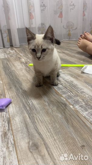 Котенок невская маскарадная