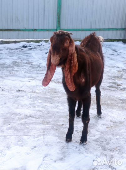 Козы камори- нубийские/Цесарята