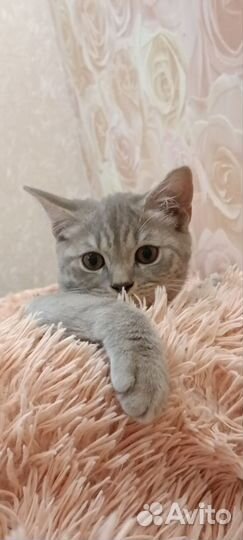 Котёнок британец