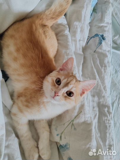 Шотландская кошка