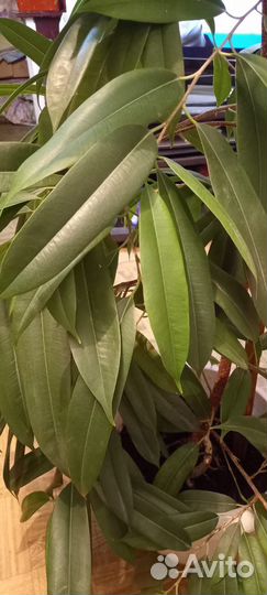 Фикус,1,5метра.2000рублей