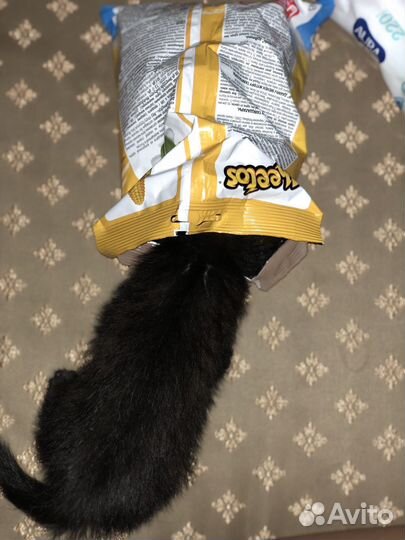 Котёнок даром