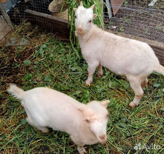 Порода ламанчи