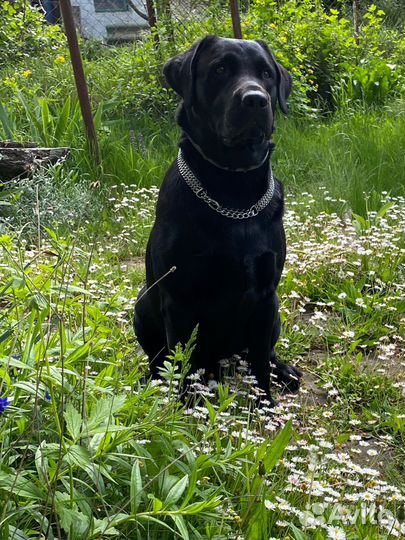 Лабрадор черный вязка