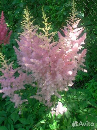 Пионы, спирея японская, астильба розовые