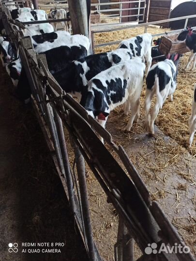 Телята бычки на откорм мясные