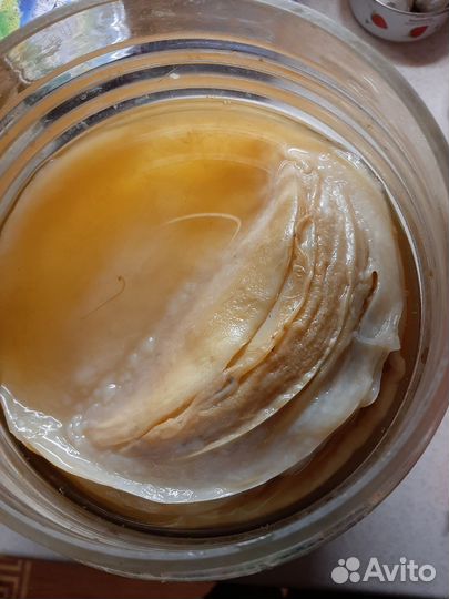 Чайный гриб комбуча