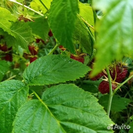 Китайская роза, малина красная и жёлтая смородина