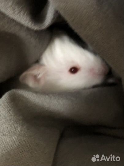 Продаю хомяка С домом И С набором еды