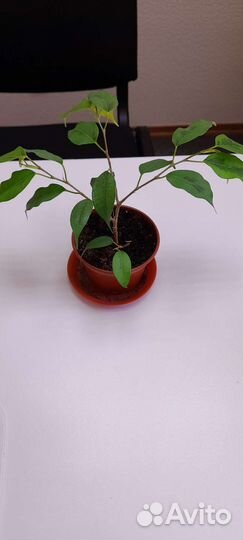 Фикус Сафари и др