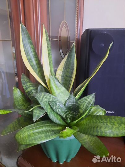 Монстера манка, замиокулькас, бегонии и др