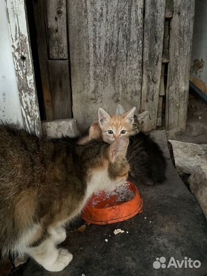 Котята в добрые руки