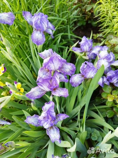 Ирисы, разные сорта