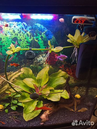 Эхинодорус горизонталес