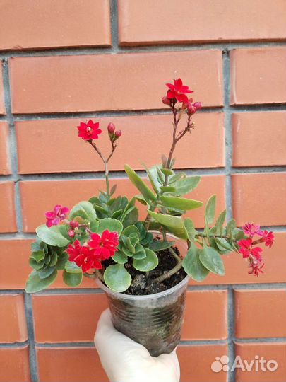 Каланхоэ и декабрист