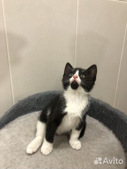 Кошечка в добрые руки