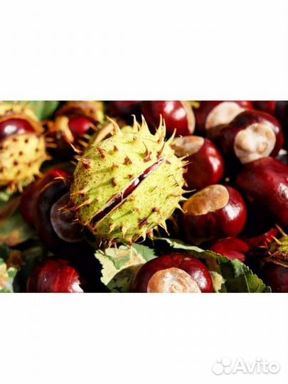 Саженцы каштана