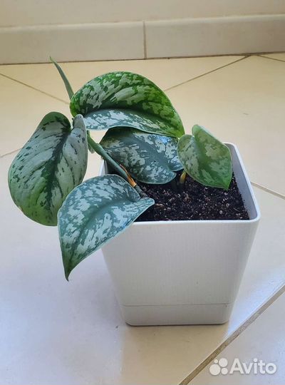 Филодендрон, Эпипремнум, Сциндапсус