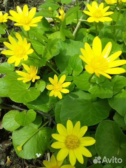 Нарциссы и др. цветы