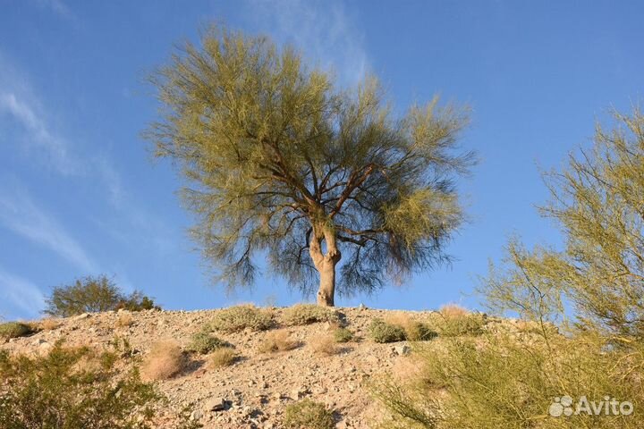 Саксаул зайсанский, семена