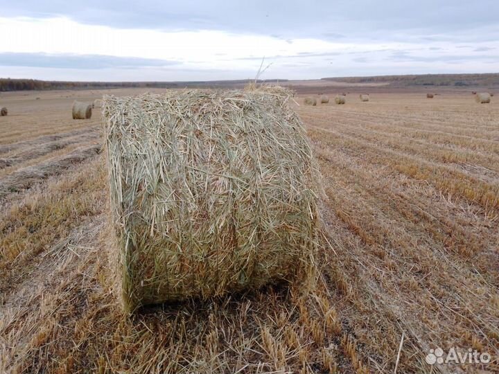 Сено (не обмолоченный овёс) в рулонах