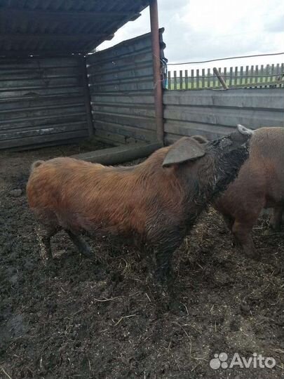 Осеменитель