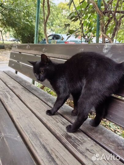 Кошки в добрые руки