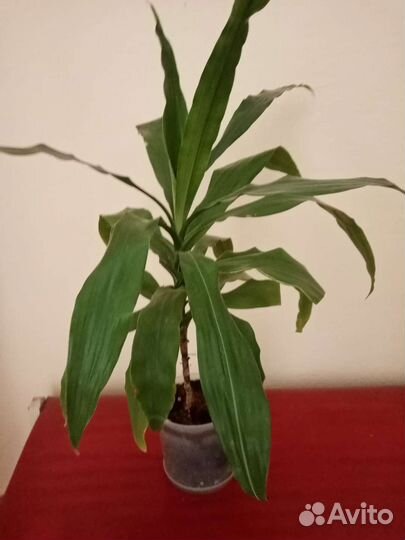 Цветы для вашего дома