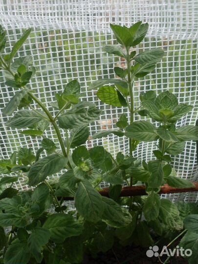 Мята душистая - рассада и в срезку