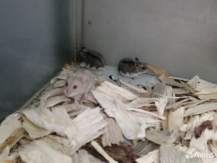 Джунгарские хомячки