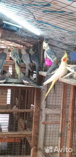 Попугай корелла