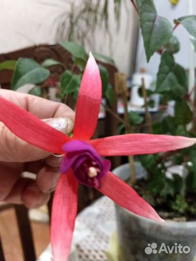 Герань плющелистная