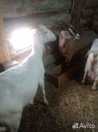 Продам козлика