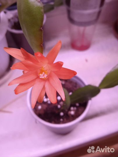 Сортовые фиалки. Далматин 200,р