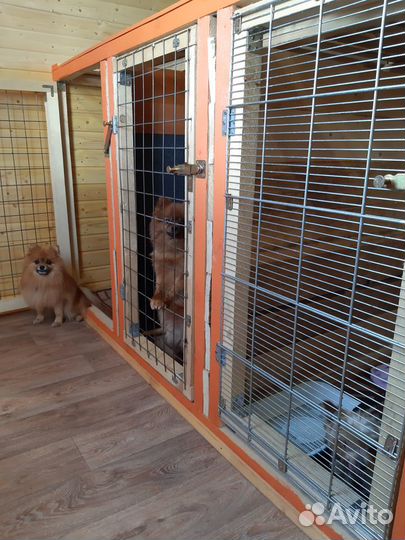 Загородная передержка собак у кинолога