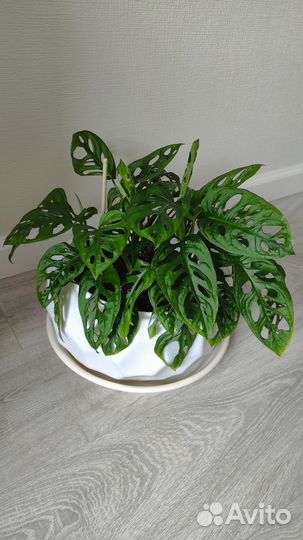 Монстера манки