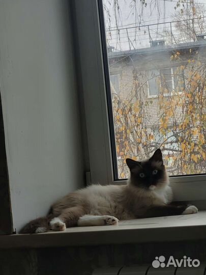 Сиамский котик