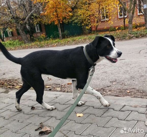 Метис питбуля