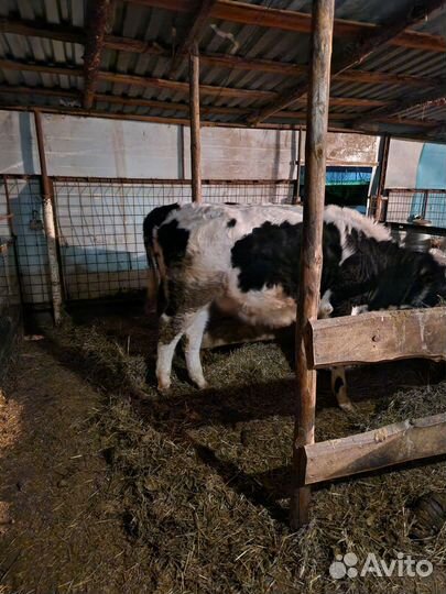 Продам поросят.бычков